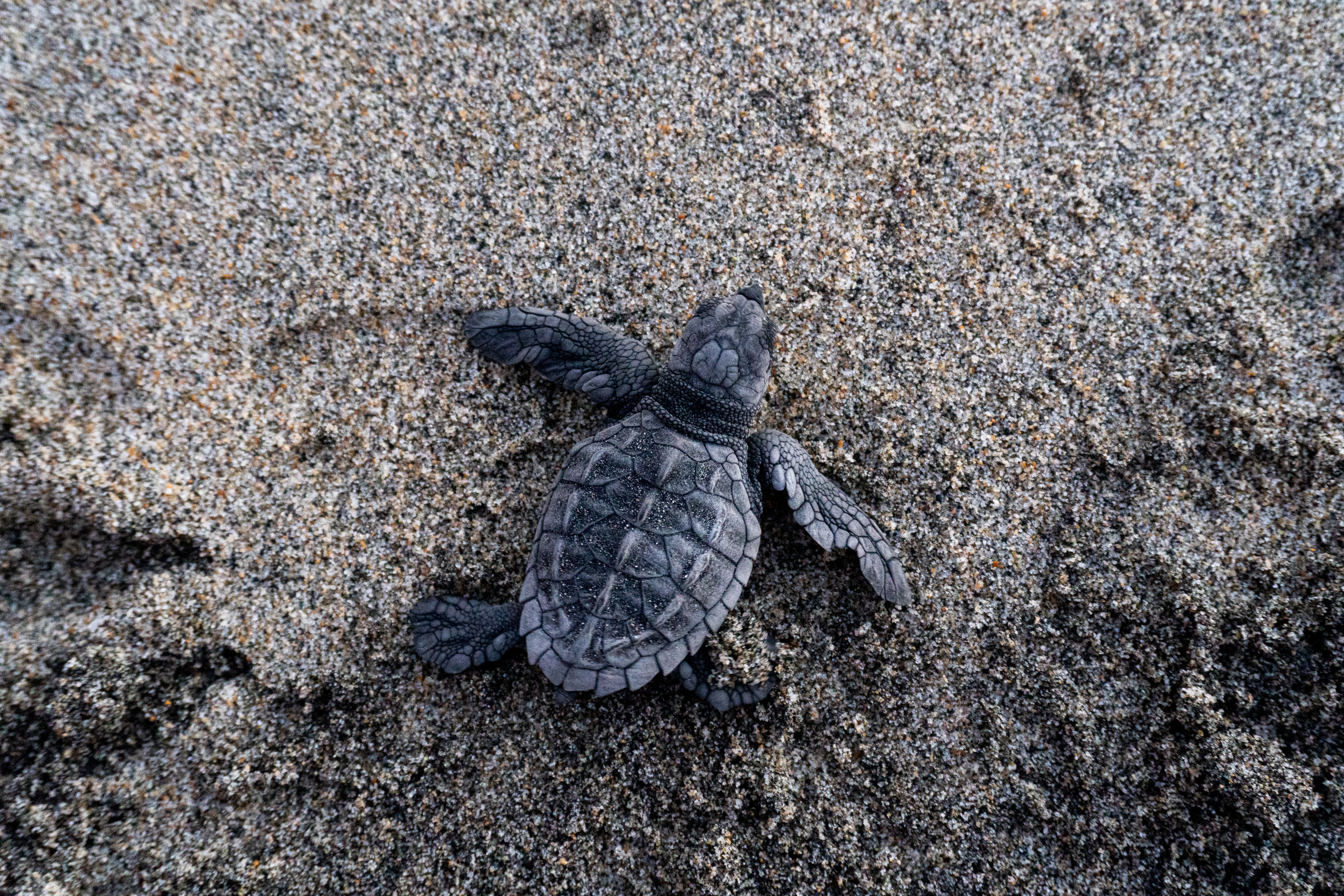 Loggerhead Turtle